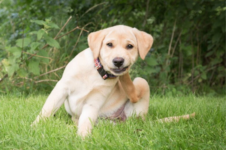 A ração tradicional todos os dias pode parecer pouco atraente para os cães